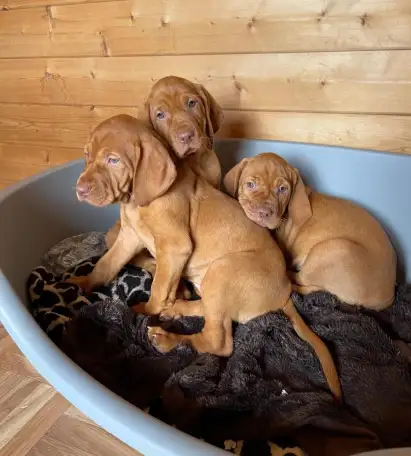 Щенки Венгерской выжлы, фотография 2