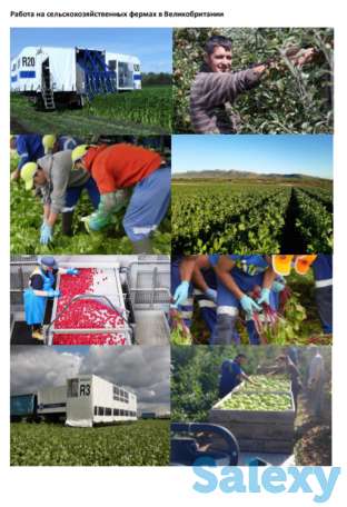 Срочно! Для сельхозработ в Великобританию требуются!, фотография 1