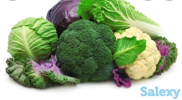 Рассада капусты, фотография 1