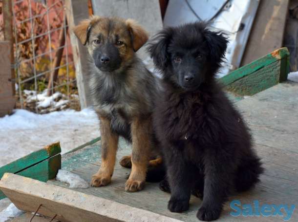 Отдам щенков дворняжек, любящим этих милых, неприхотливых и верных охранников, людям., фотография 5