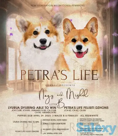 Продам щенков вельш корги пемброк, фотография 1