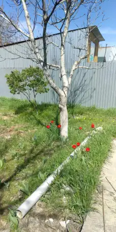 Продам дачу в Алматинской области севернее поселка Кендала. ПК Восход., фотография 8