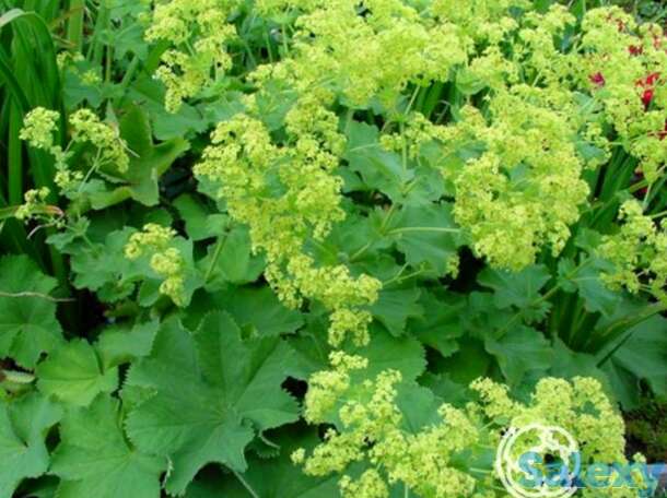 Манжетка мягкая Робуста, фотография 1