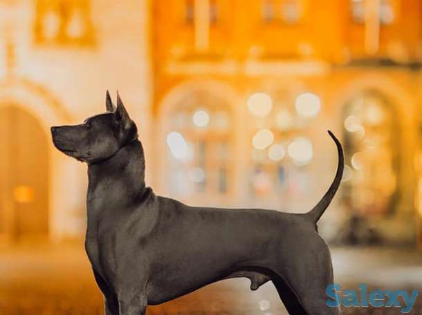 Щенки Тайского риджбека, фотография 10