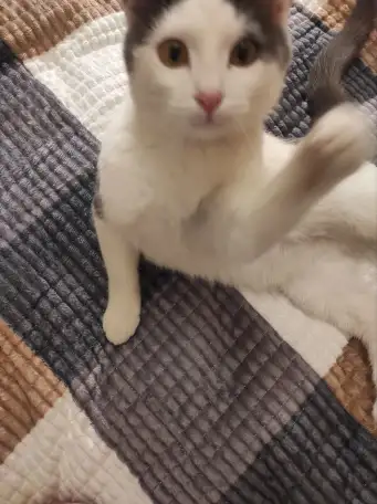 Отдам котят в заботливые руки, фотография 1