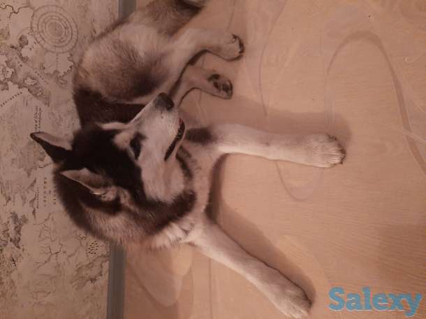 Найдена собака, фотография 1