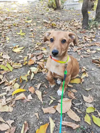 Отдам щенка в хорошие руки, фотография 2