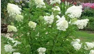 Садовые деревья цветущие и ягодные кустарники цветы многолетки, фотография 4