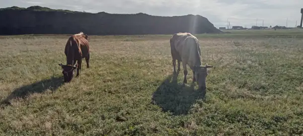 Продам 2 коровы с телятами. Можно без телят. Дойные коровы. Плохих прывычек нет. Умные, красивые, стройные коровы, фотография 3