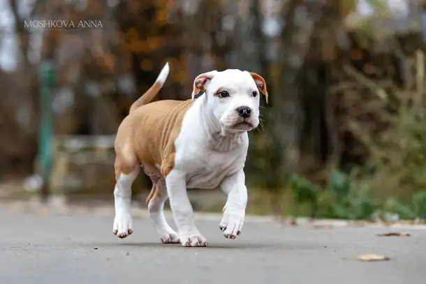 Американский стаффордширский терьер щенки продажа, фотография 3