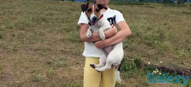 Подрощенный джек рассел, фотография 1