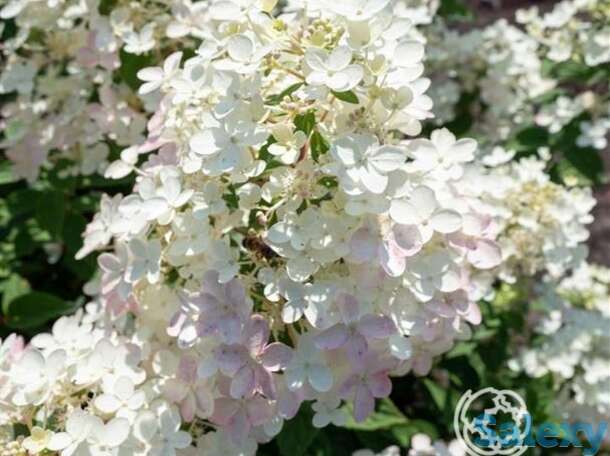 Гортензия тач оф пинк, фотография 1