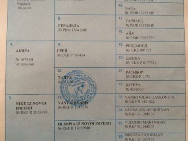 Вязка с черной немецкой овчаркой, фотография 2