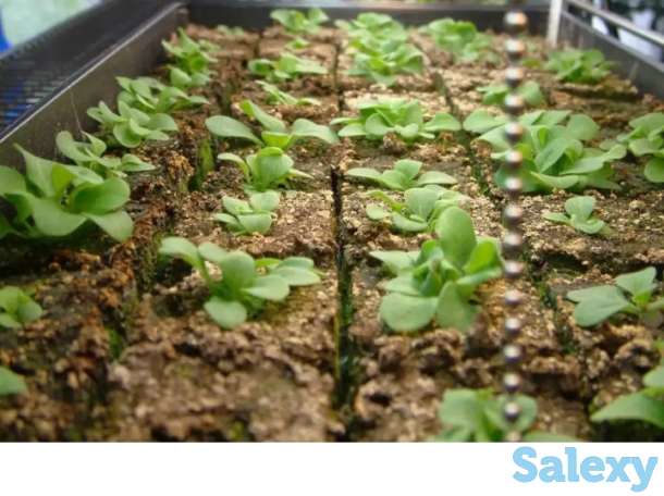 Рассада всех видов, фотография 2