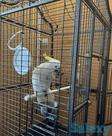 Какаду Попугай в добрые руки!, фотография 2