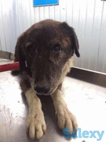 Собаки и кошки бесплатно, фотография 1