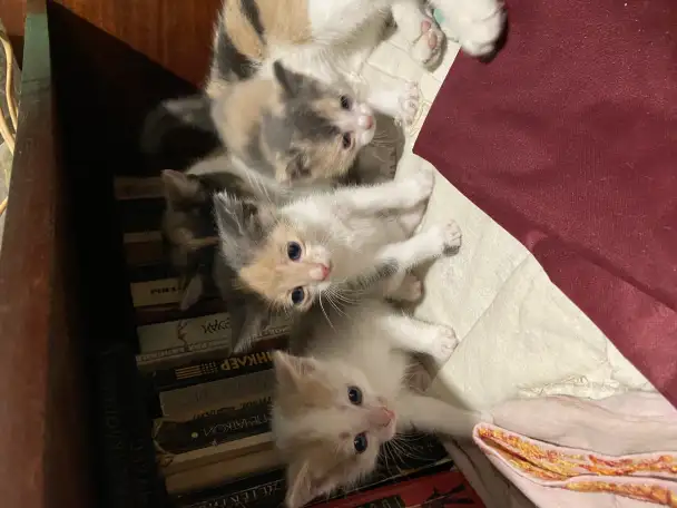 Отдам котят в хорошие руки, фотография 2