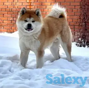 Самые лучшие  щенки Акита-ину в Алматы, фотография 6