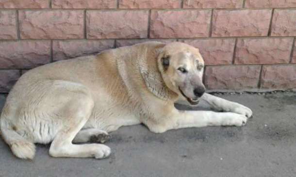 Отдаем в добрые руки Тэрру, фотография 3