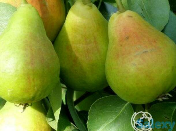 Груша лель, фотография 1