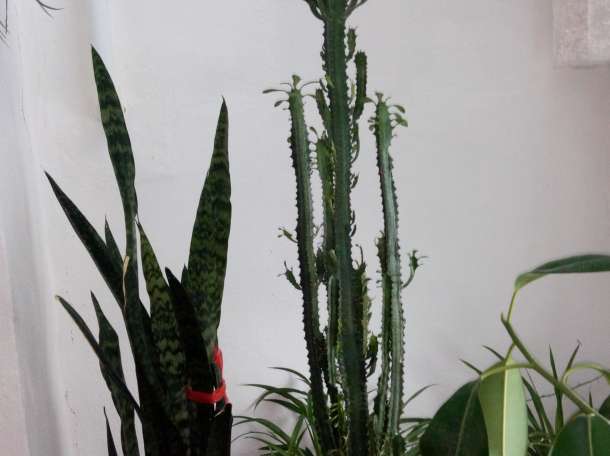 Домашние и офисные цветы, фотография 8