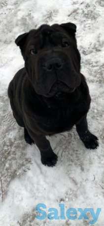 Шарпей, фотография 1