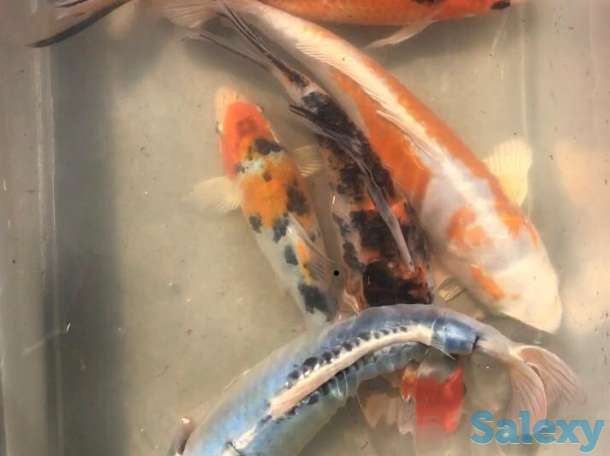 Карпы коя- питомник, фотография 1