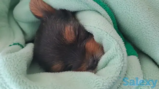 Продам, фотография 1