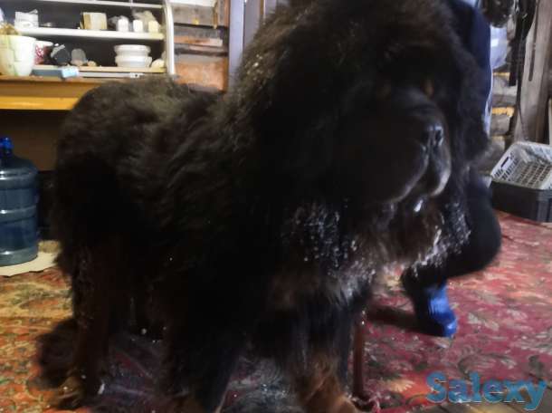 Щенки тибетского мастифа, фотография 4