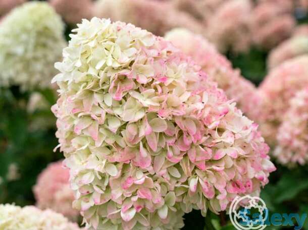 Гортензия саммер лав на штамбе 55см, фотография 1