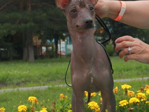 Ксолоитцкуинтли мексиканская голая собака щенок кобель, фотография 1