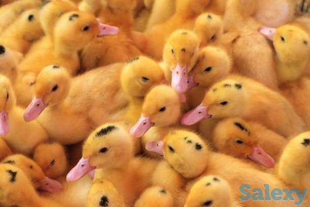 Муларды оптом, фотография 1