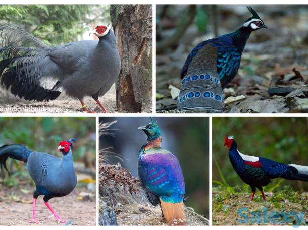 Птиці по заказ, фотография 1