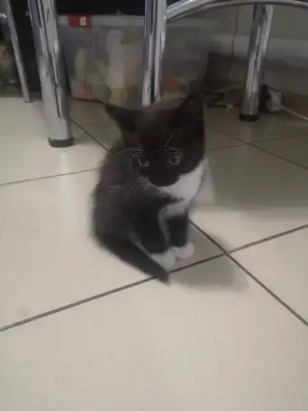 Отдам даром котят., фотография 4