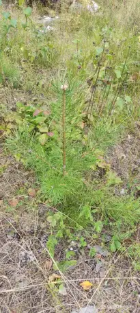 Туя выше 3 метров, сосна живая, берёза, ива, ольха, рябина, рассада., фотография 9
