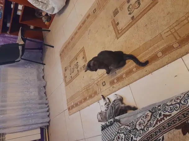 Продам двух Шотланских кошек вислоухую и прямоухую по  5 месяцев, фотография 5