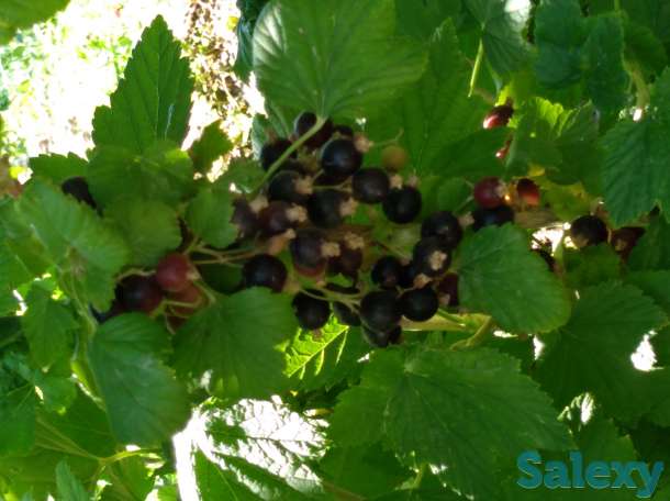 Продам дачу, фотография 8