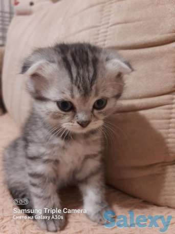 Продам котят мальчиков и девочек., фотография 10