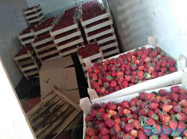 Свежая клубника оптом, фотография 3