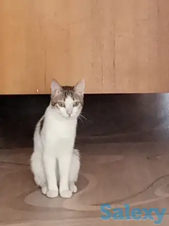 Ищем заботливых и любящих хозяев для Леопольда, фотография 3