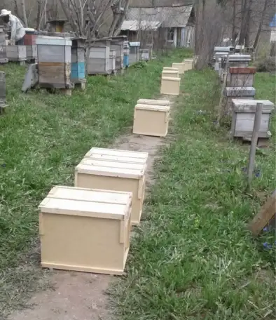 Пчелопакеты и пчелосемьи, фотография 2