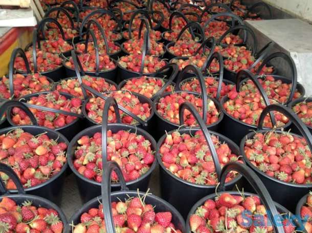 Свежая клубника оптом, фотография 1