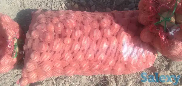 семена картофель, фотография 1