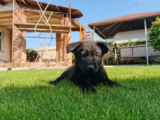 Щенки чёрной немецкой овчарки, фотография 1