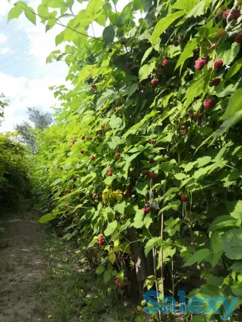 Дача 15 соток, Алматинская область, Талгарский район, с.о. Кендалинский, с. Кендала, с/т Медик-, фотография 19