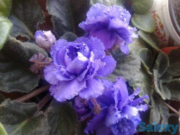 Фиалки цветущие, красивые, разные, шикарные., фотография 2
