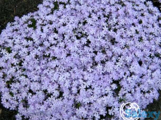 Флокс шиловидный Эмералд Блу, фотография 1