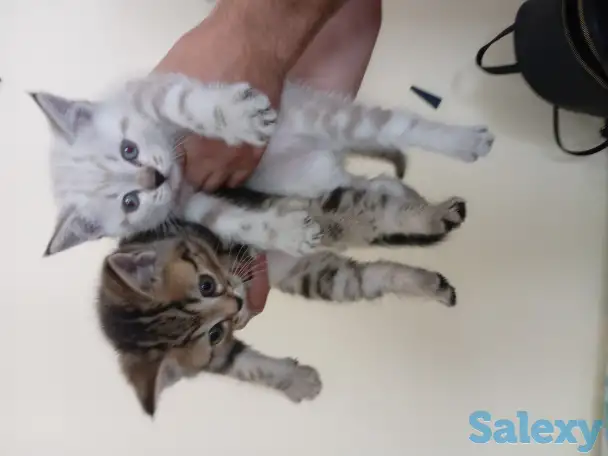 Котята, фотография 4