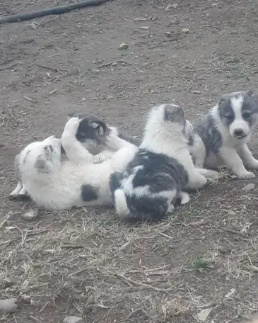 Продается ПАРОДИСТЫЕ щенки! Срочно, фотография 1