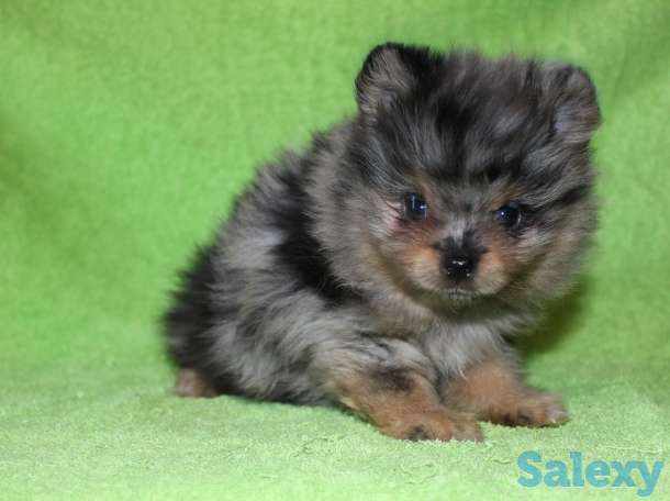 Продам девочек и мальчиков мерле, фотография 7